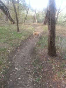 Along the Trail
