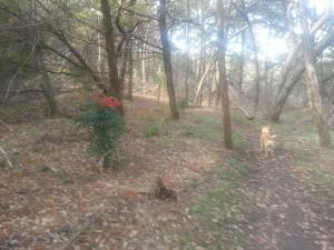 Bright Berries and Autumn Foilage