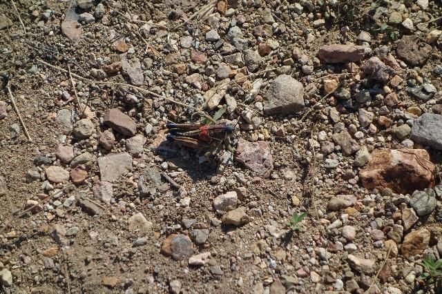 Locust
