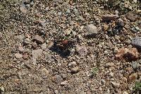 Locust
