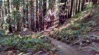 Ferns
