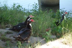 Wild Ducks?