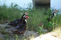 Wild Ducks?