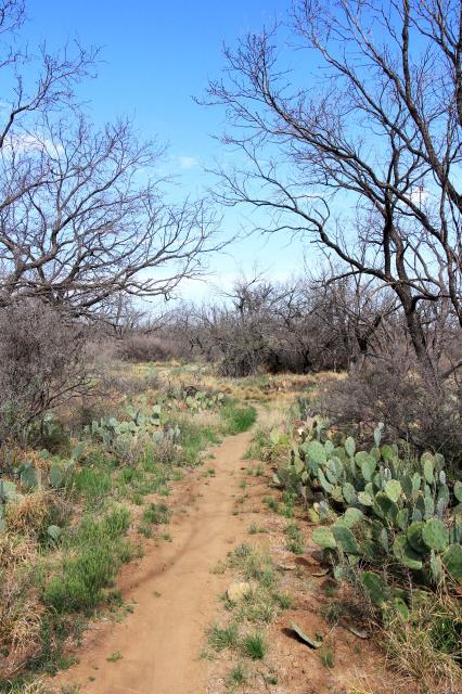 Tasajillo Trail 