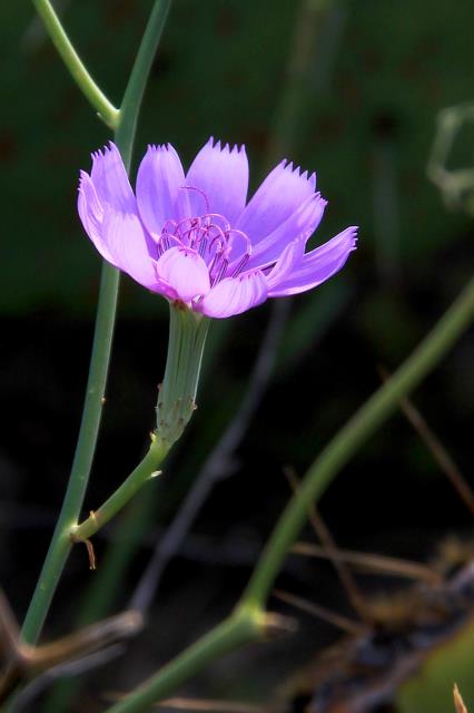 Flowers still in bloom