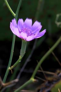 Flowers still in bloom