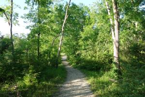 Another View Of The Trail