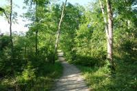 Another View Of The Trail