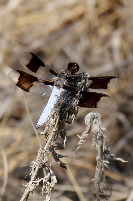 Dragonfly on the Trail