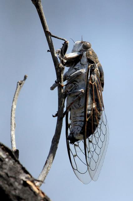 Lots of Cicadas out!