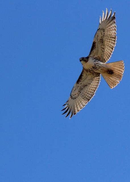Overhead Raptor