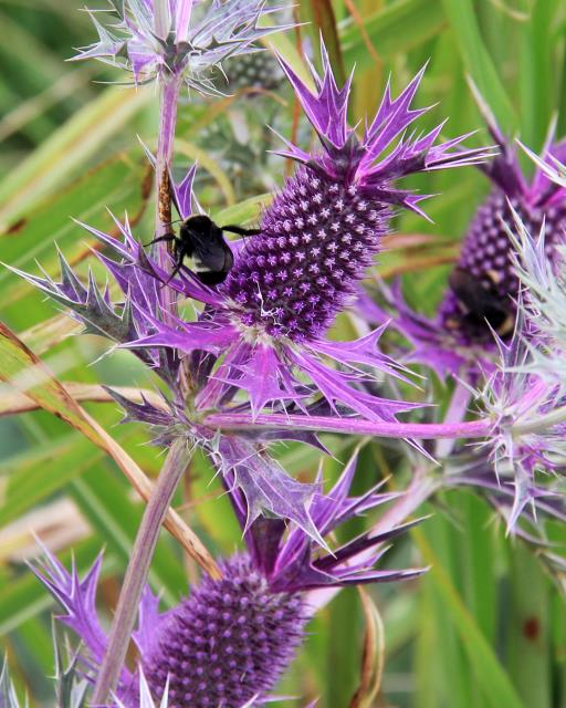 Thistle are Appearing