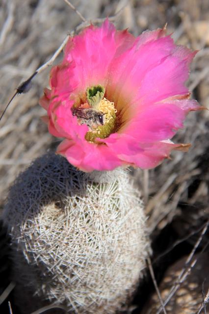 Lace Cactus & Bee