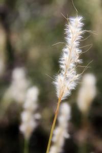 Lots of Weeds!
