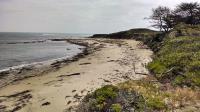The more popular North Point site is more desirable by elephant seals and tends to sport more individuals that the other two beaches.