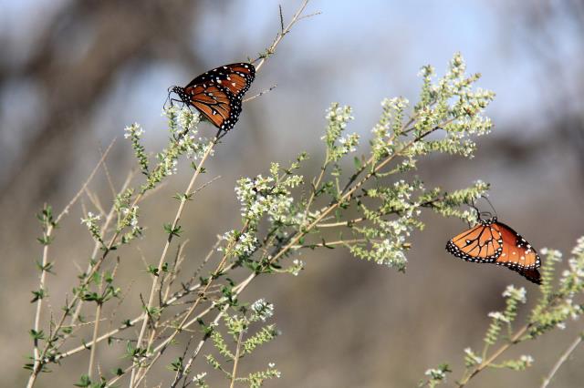 Monarchs Enjoying the Bee Brush