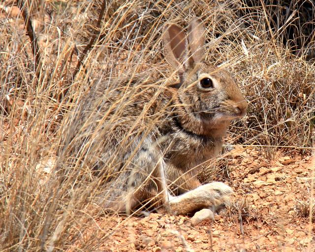Camouflaged Rabbit