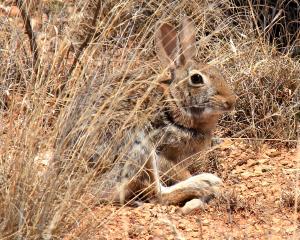 Camouflaged Rabbit