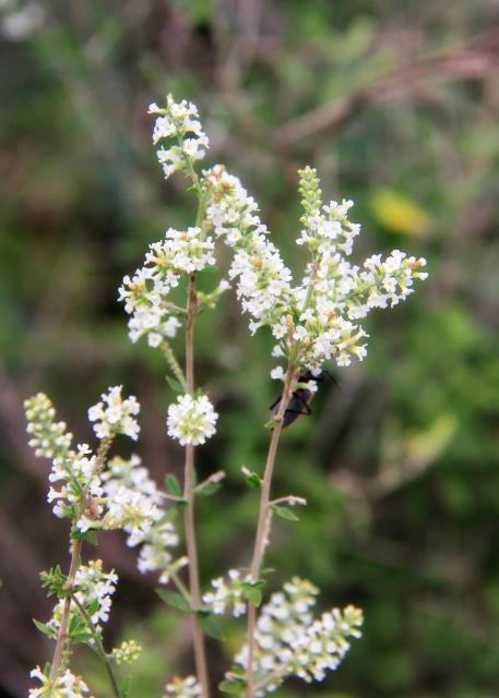 Vanilla Scented Bee Brush in Abundance!