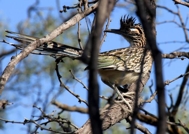 Road Runner goes Hungry