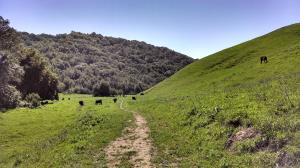 Cows