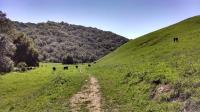 They still run cattle on the land and you're likely to see some on the trail. Here are a few along Valley Trail.