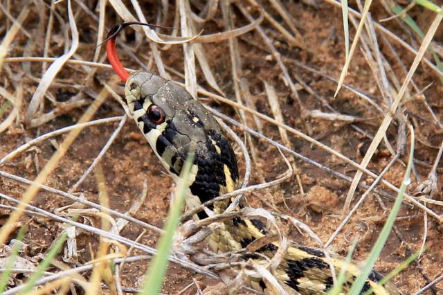 A Non-Rattler Testing the Air