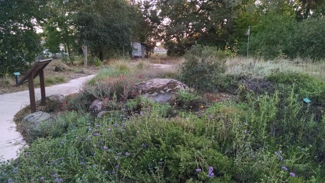 Native Plants