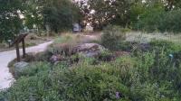 Native Plants