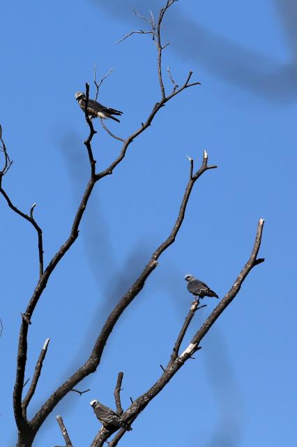 Mississippi Kite Family