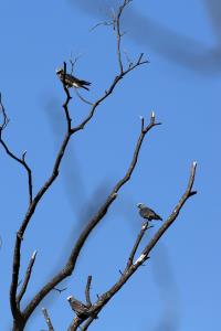 Mississippi Kite Family