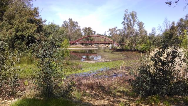 Bridge