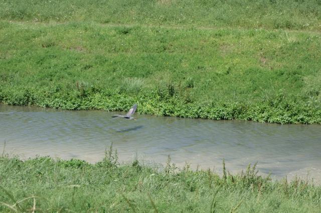 Heron