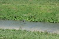 Heron