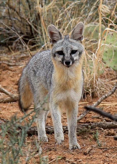 Grey Fox 