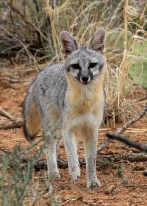 Grey Fox 