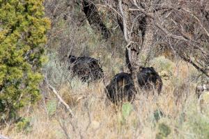 Three Little Javalinas
