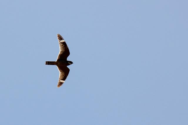 Nighthawk hunting during the day