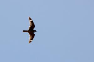 Nighthawk hunting during the day