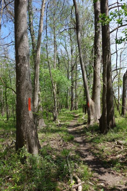 Another View Of The Trail