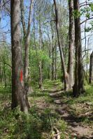 Another View Of The Trail