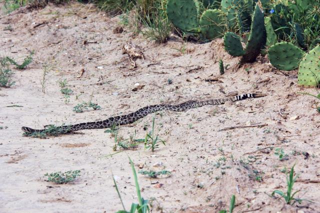 A L-A-R-G-E Rattler with 11 Sets of Buttons