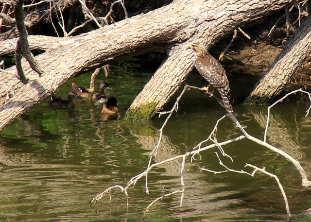 A Hawk contemplating his next meal