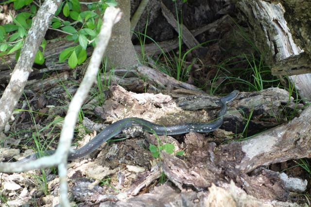 Snake