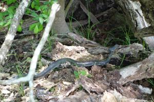 Snake