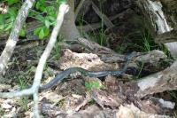 Snake