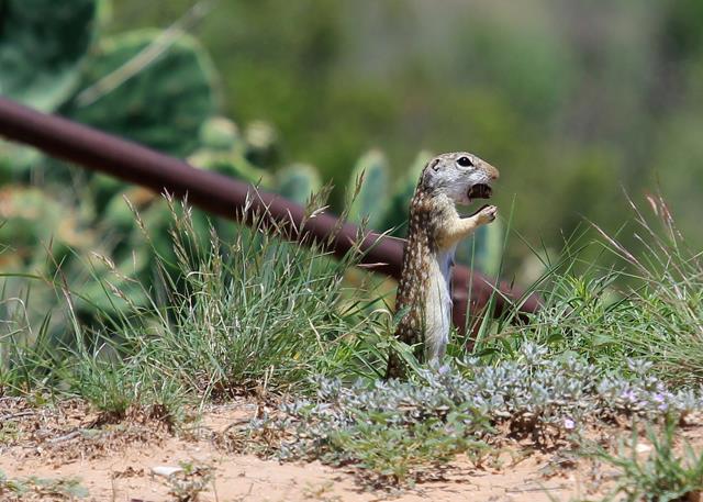 Mexican Ground Squirrel Eating