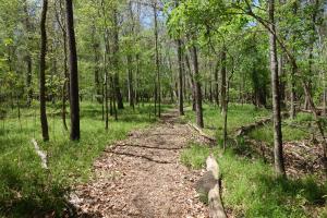 View Of The Trail