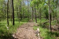 View Of The Trail