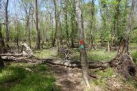 Another View Of The Trail